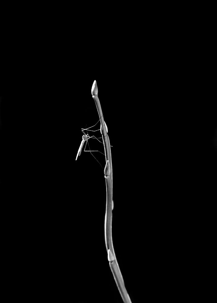 Комарик на стебле Чернике