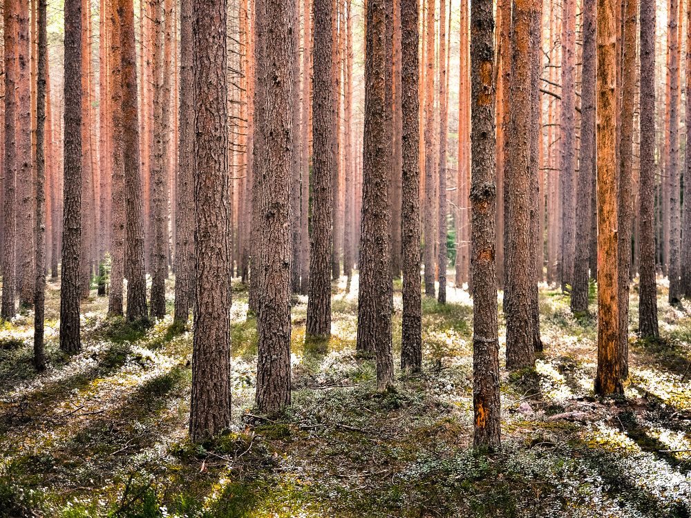 Photograph by Валерий Верещако