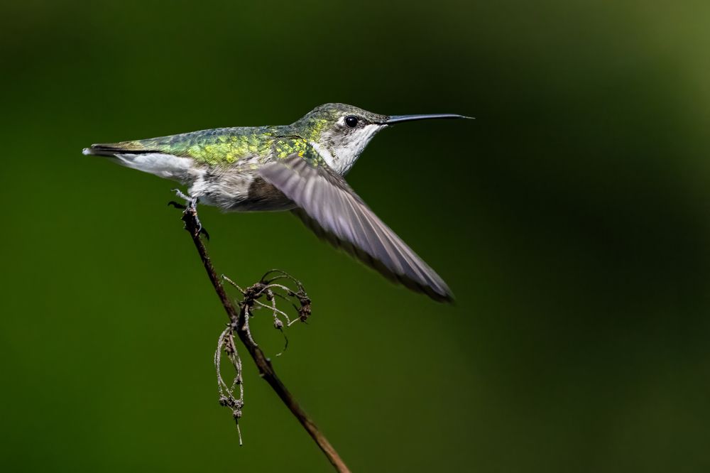 Photograph by Dave Miller