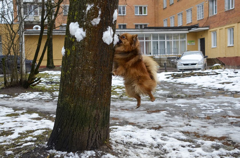 Photograph by Николай Соколовский