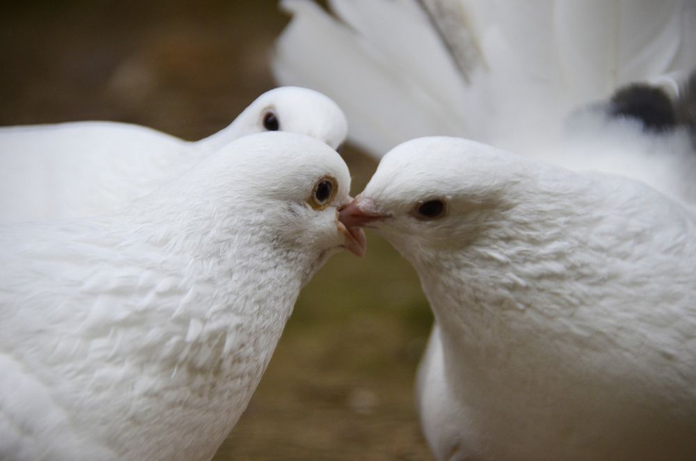 Photograph by Николай Соколовский