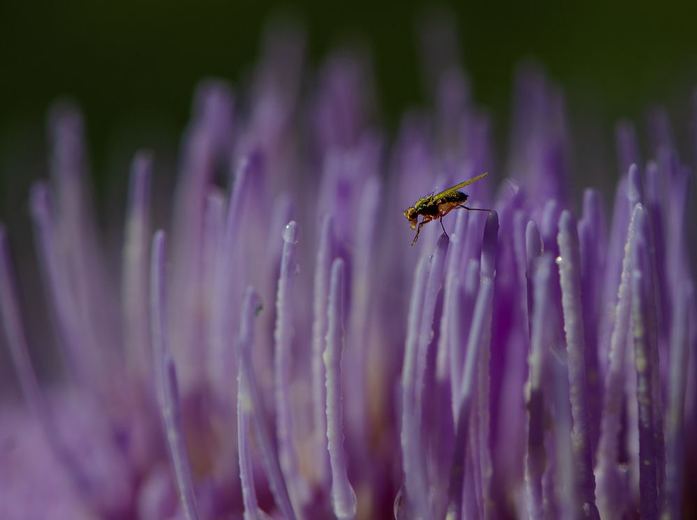 Photograph by LYUDMYLA POKRYSHEN