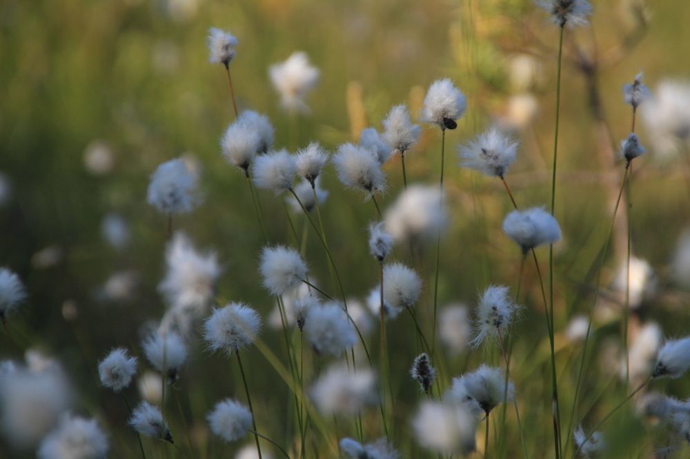 Фотография автора Анастасия Зверева