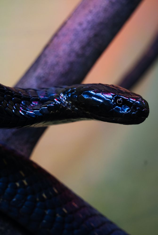 Photograph by Aleksandr Kolonsky