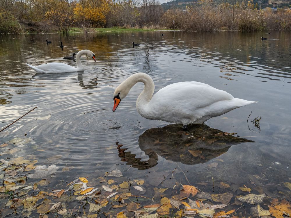 Photograph by Савчук Сергей