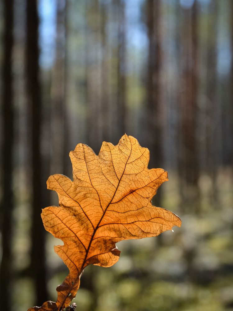Photograph by Валерий Верещако