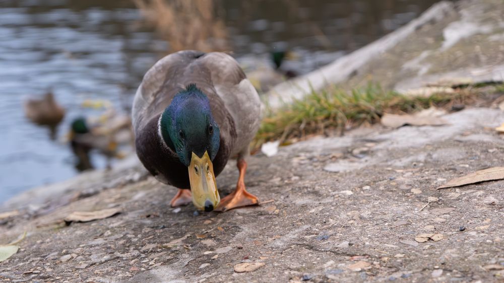 Photograph by Алексей Миронов
