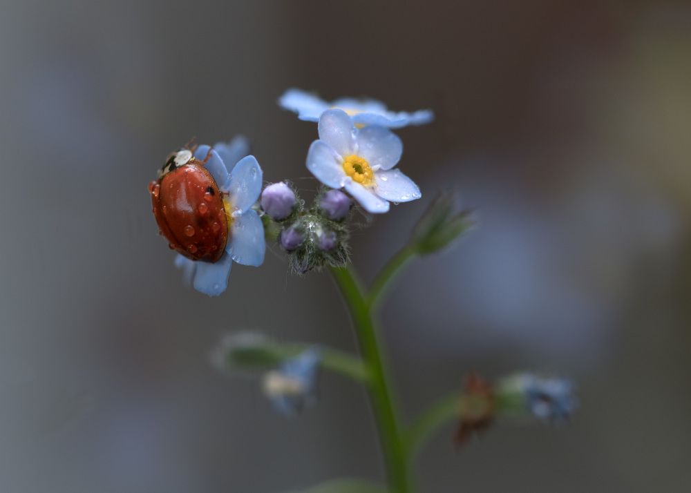 Photograph by LYUDMYLA POKRYSHEN