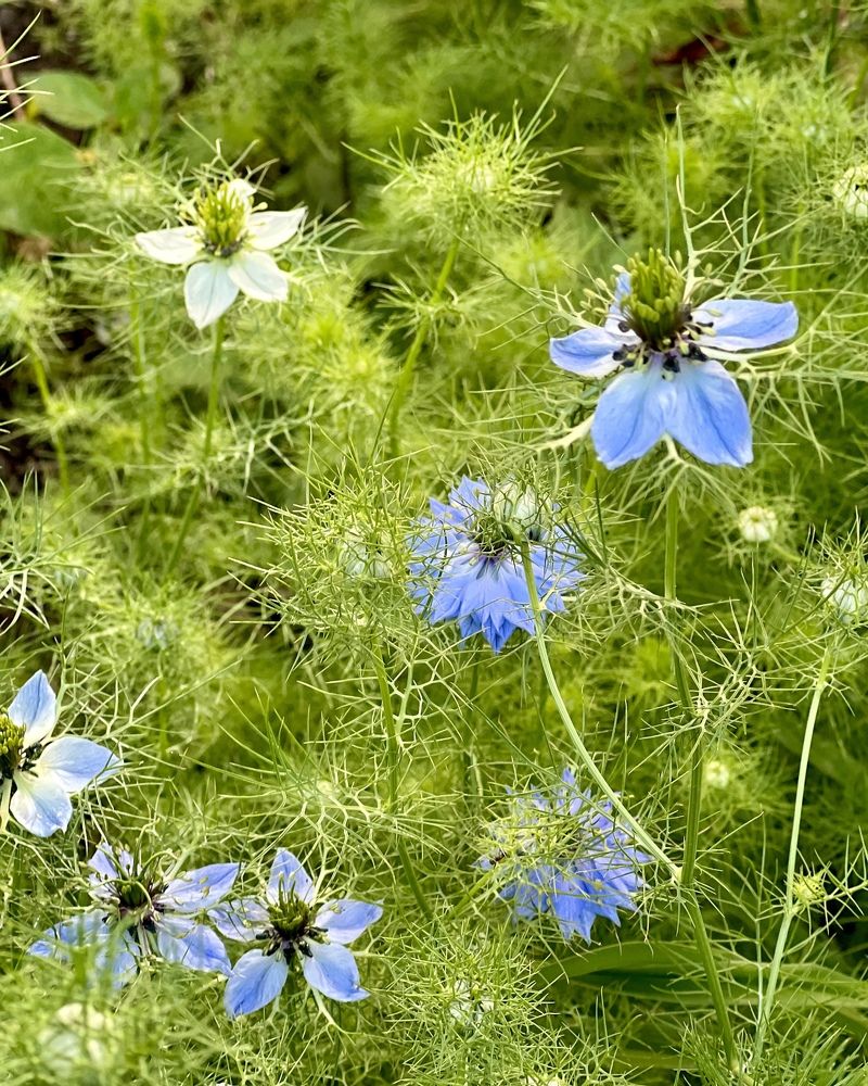 Фотография автора Елена Громова