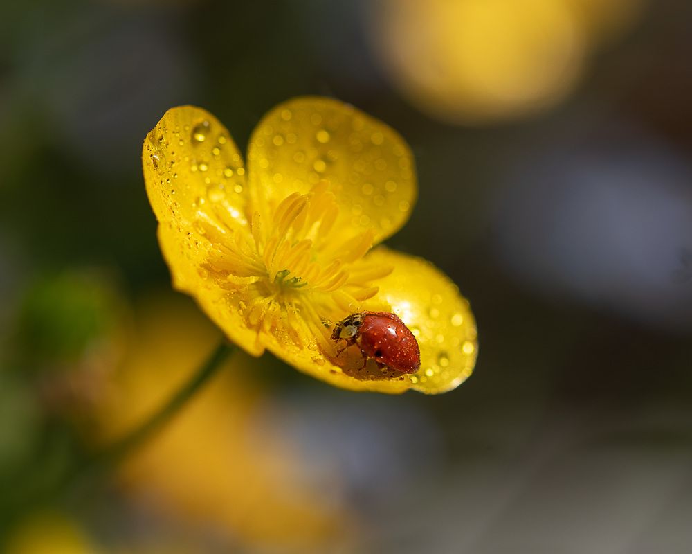 Photograph by LYUDMYLA POKRYSHEN