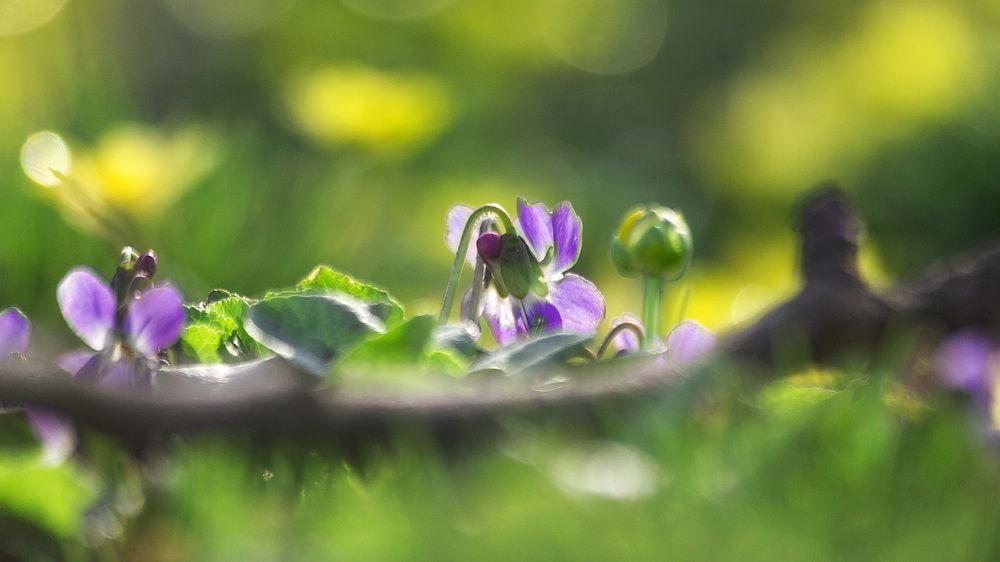 Photograph by Ольга Сельницына