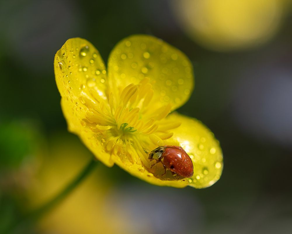 Photograph by LYUDMYLA POKRYSHEN