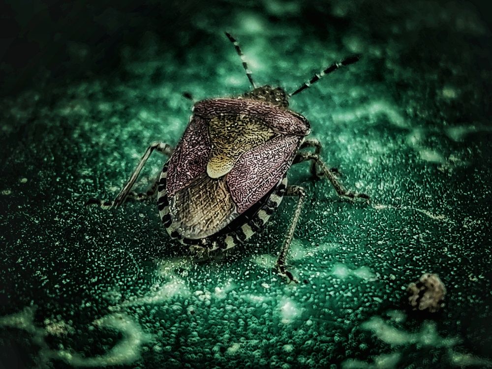 Фотография автора Максим Светличный