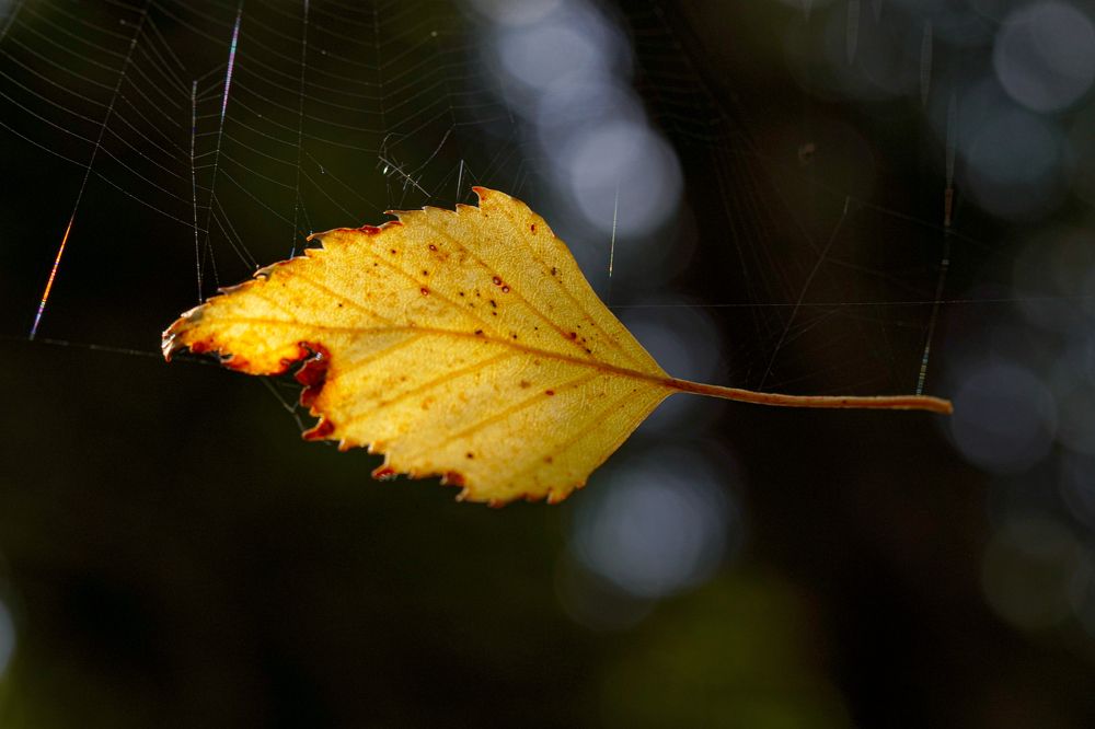 Photograph by Алфия Бугакова