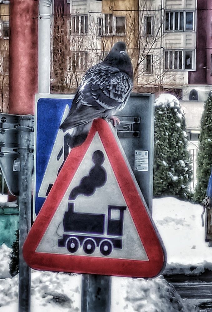 Фотография автора Максим Светличный