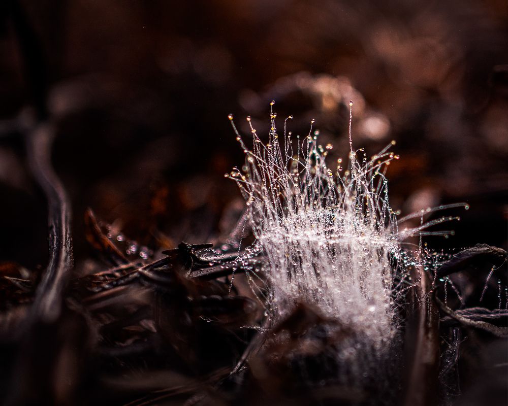 Photograph by LYUDMYLA POKRYSHEN