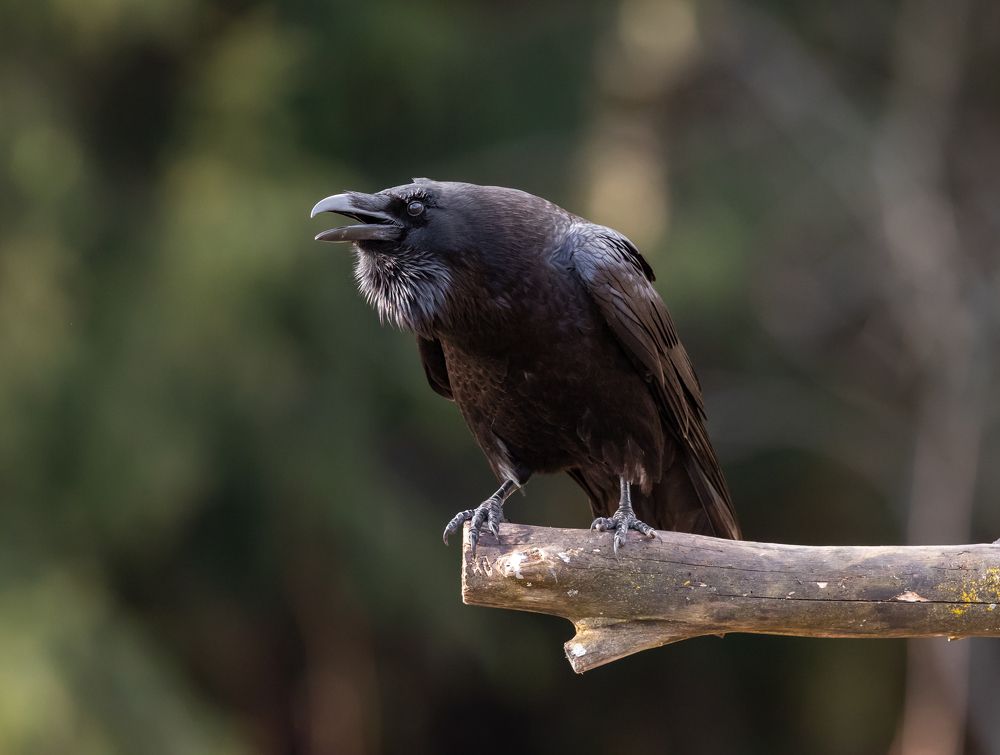 Photograph by Vladimir Pakalevich