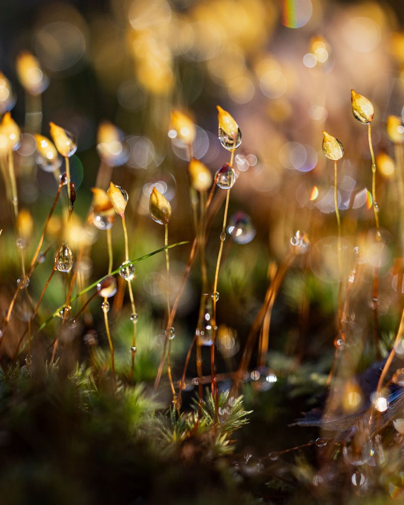 Photograph by Ірина Чумакова