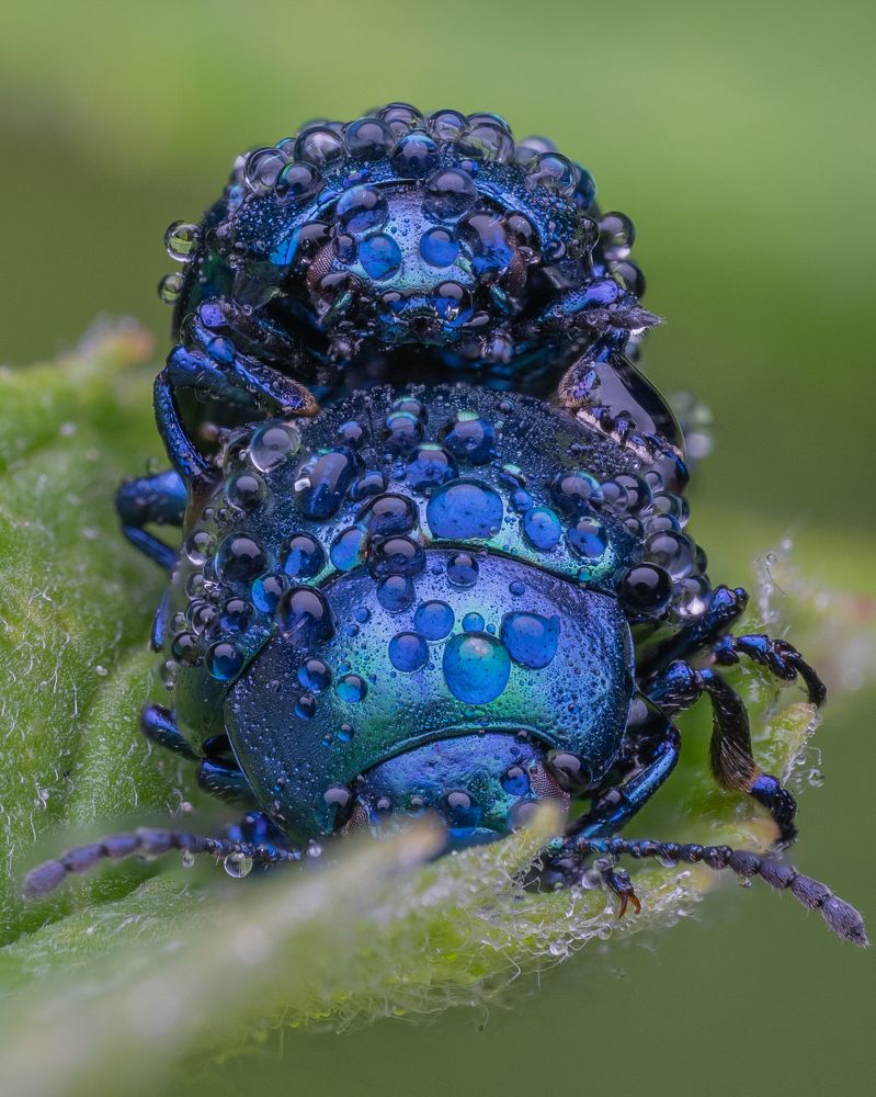 Blue mint leaf beetles in dewy mating action