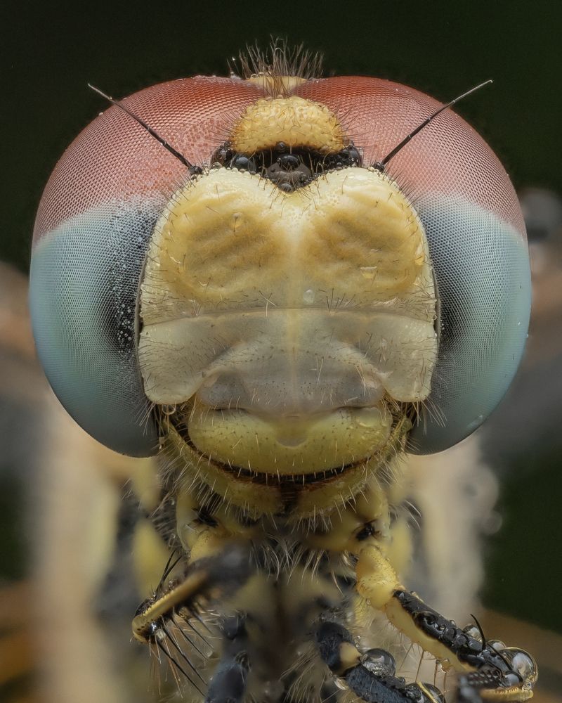 ~Ruddy darter (Sympetrum sanguineum) portrait~