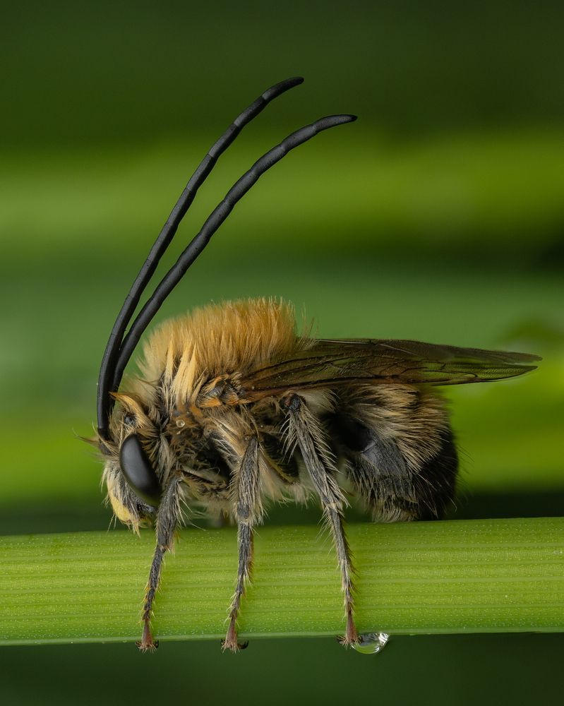 ~Long horned bee still slightly asleep in the early morning~