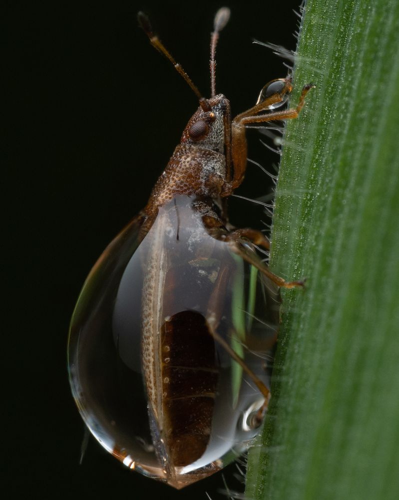 ~the Hercules of bugs~