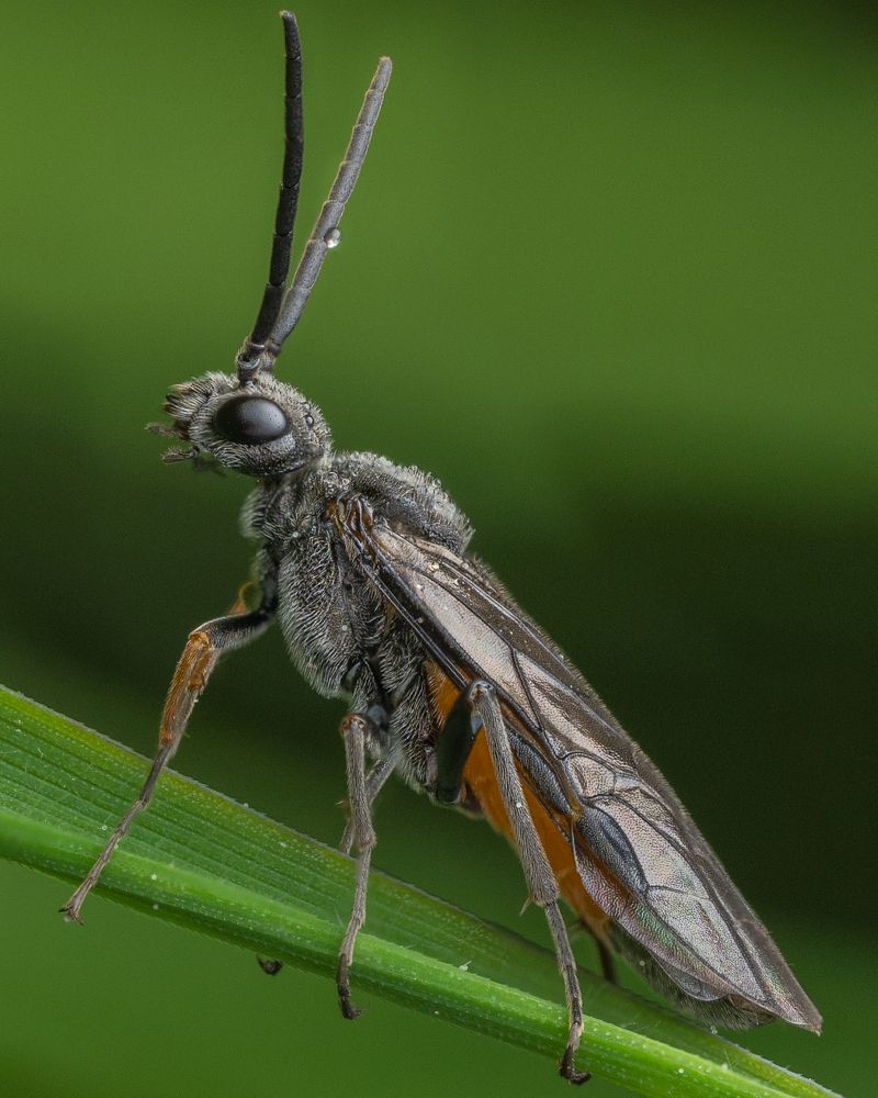 Sawfly