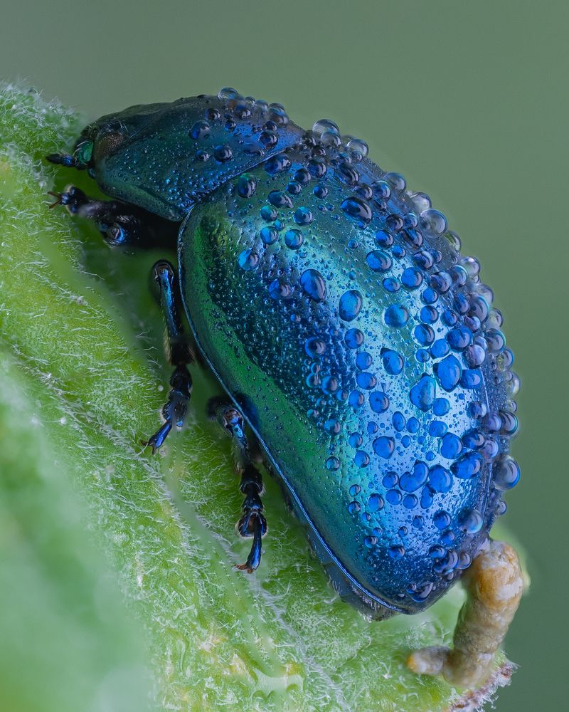 ~dewy blue mint leaf beetle~