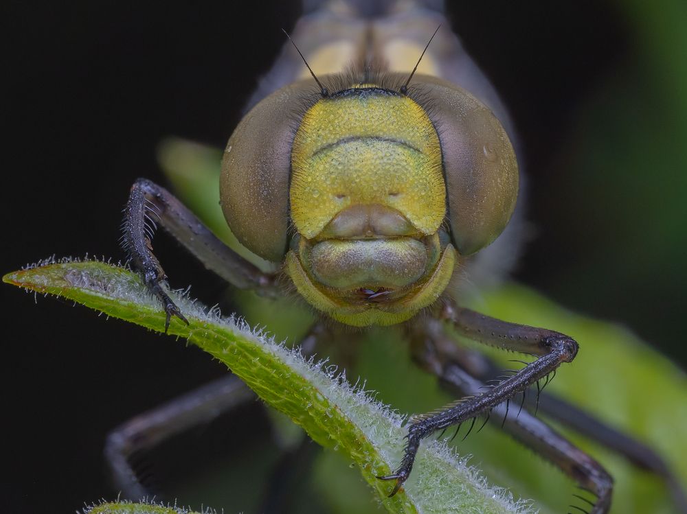 Photograph by Tilmann Schnyder