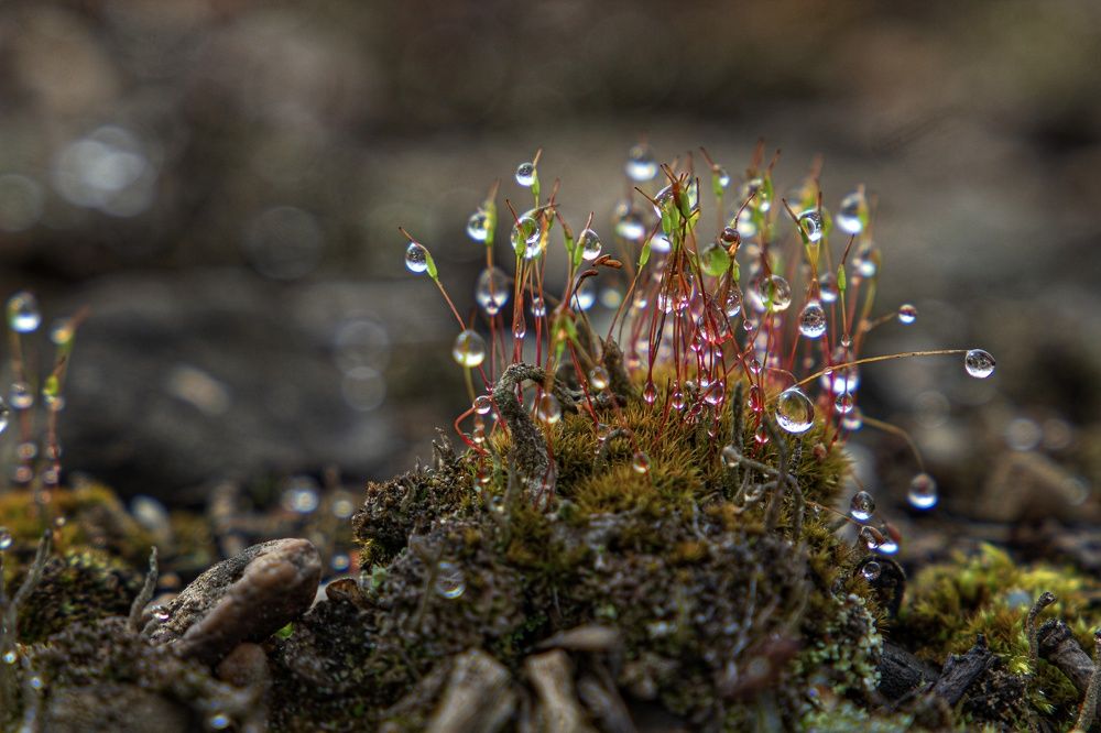 Photograph by Екатерина Першина