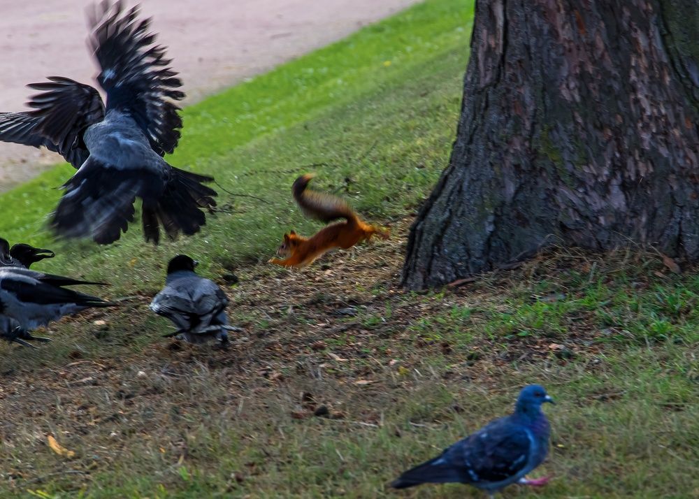 Храбрая белка