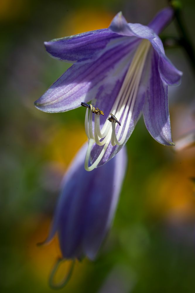 Фотография автора Дмитрий Referee