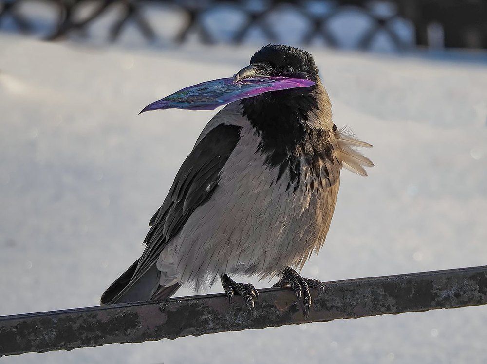 Photograph by Духанин Сергей