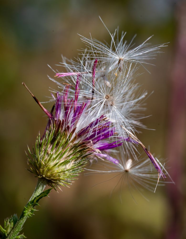 Фотография автора Дмитрий Referee
