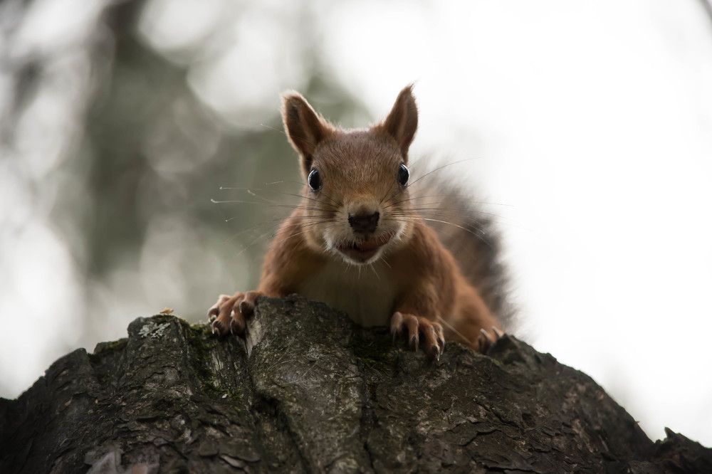 Photograph by Наталья Сорокина