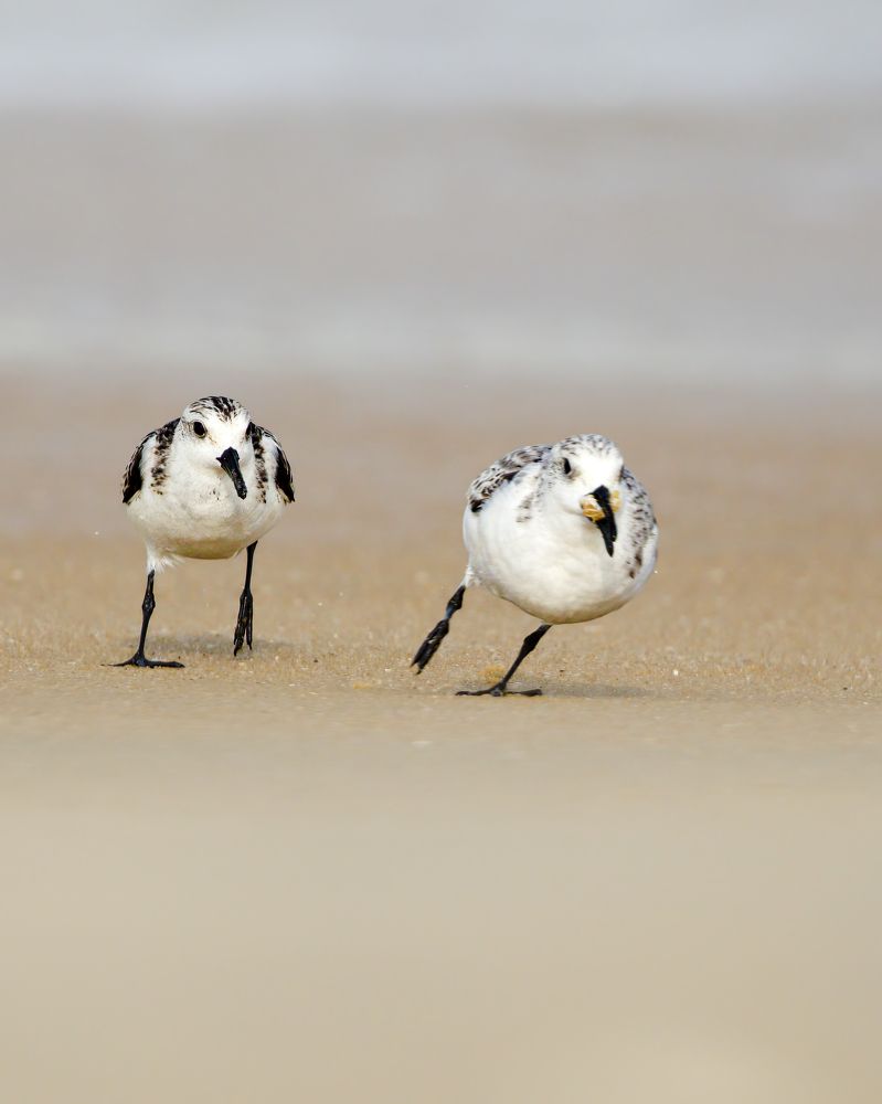 Photograph by Ashik S