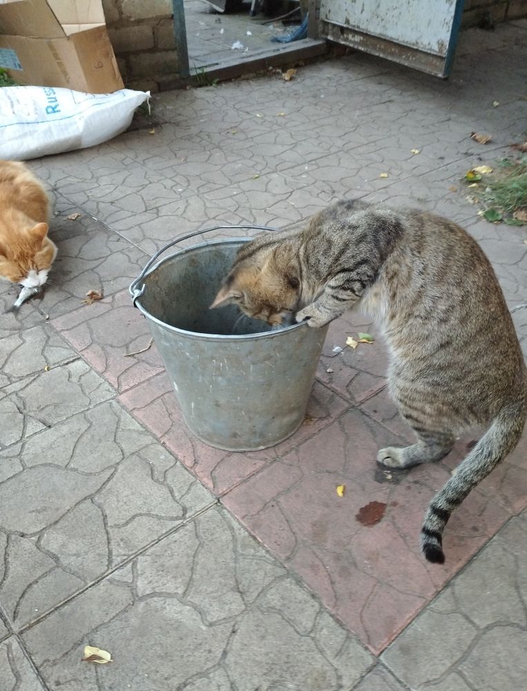 Photograph by Елена Коробченко