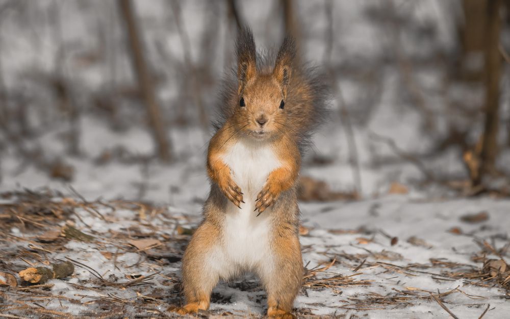 Photograph by Пронин Денис