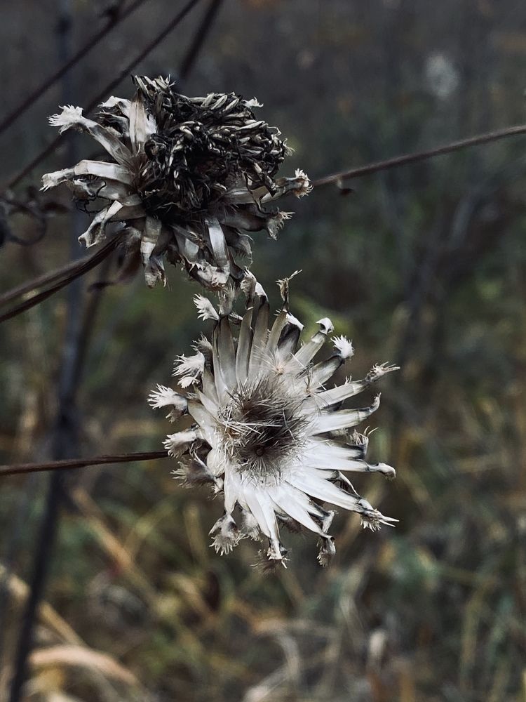 Photograph by Ольга Рачилова