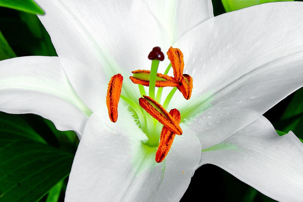 Photograph by Elena Dementova