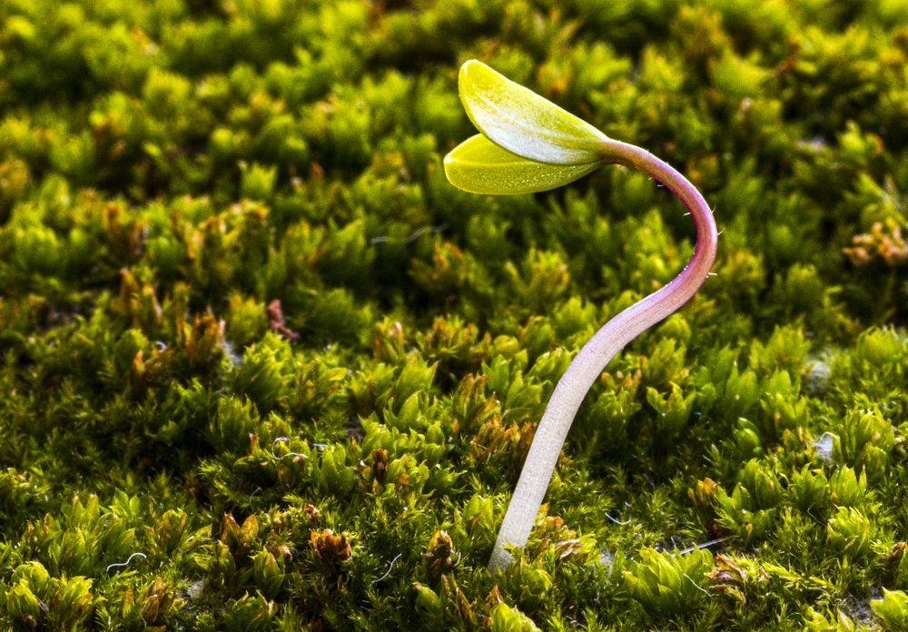 Photograph by Alex Kalpus