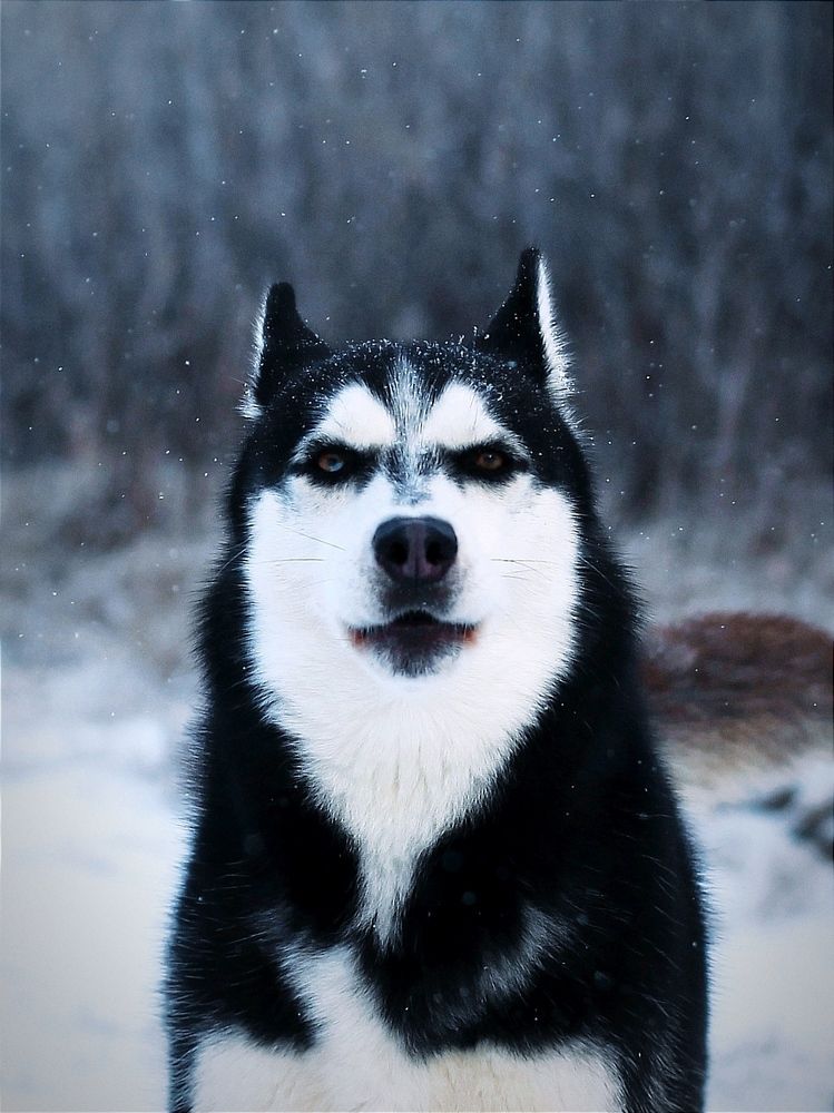 Photograph by Григорий Шишонков