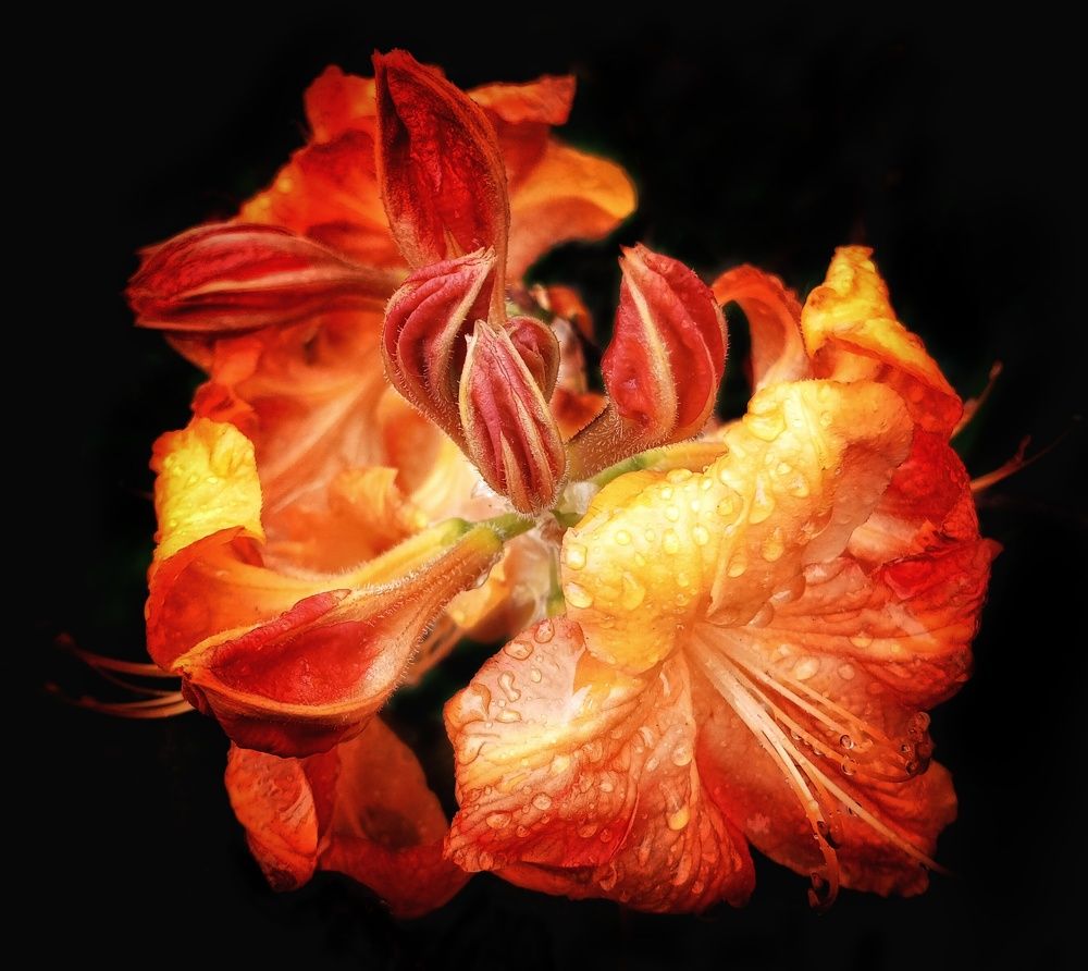 Photograph by Людмила М