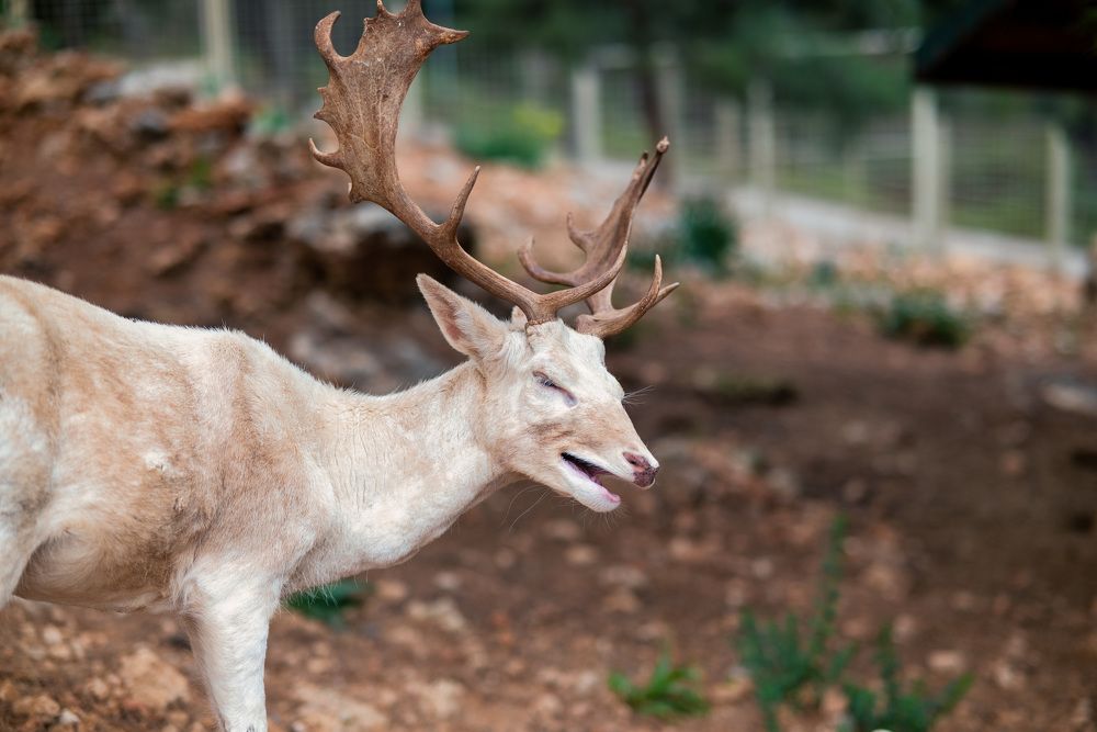 Photograph by Игорь Еремеев