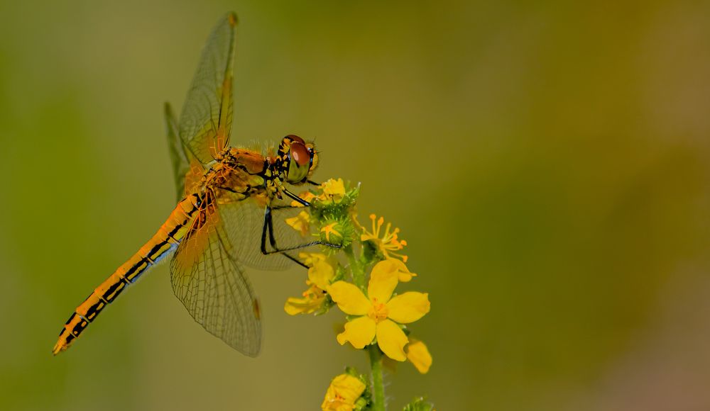 Photograph by Наталья Канарейкина