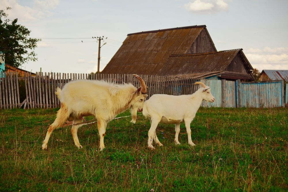 Photograph by Elena Dementova