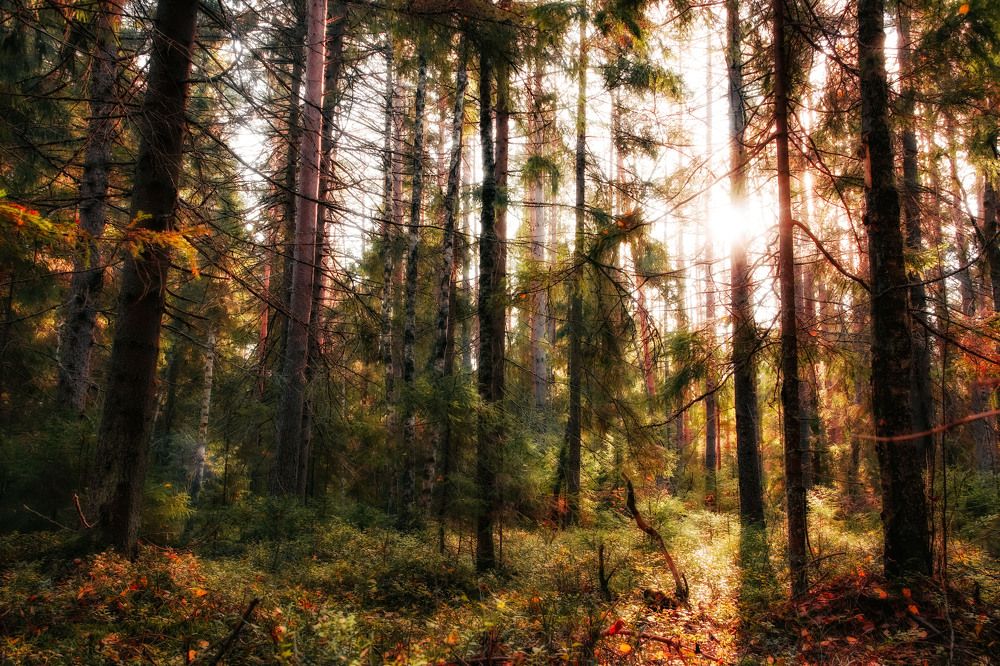 Photograph by Алексей Голубев