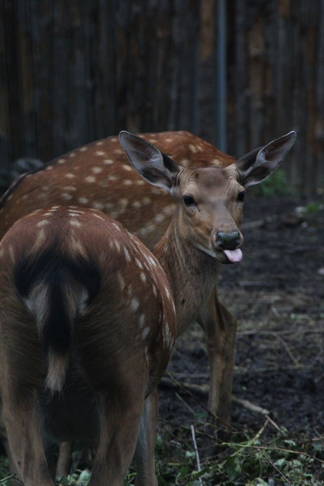 Photograph by Переверзева Татьяна