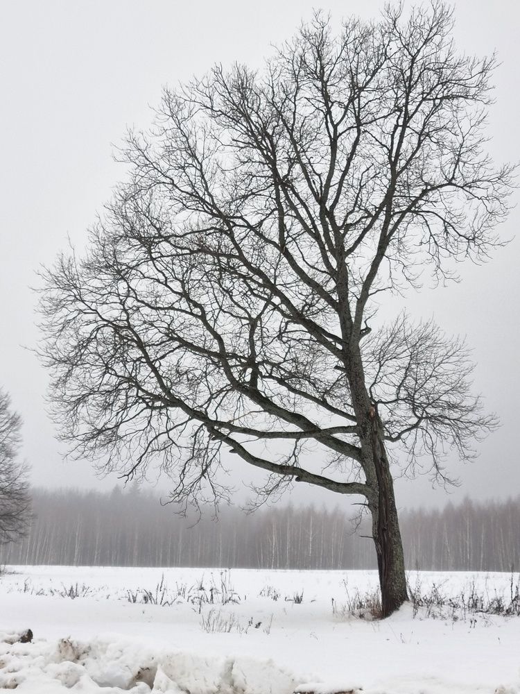 Photograph by Ольга