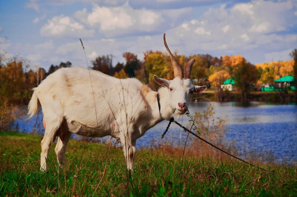 Photograph by Elena Dementova